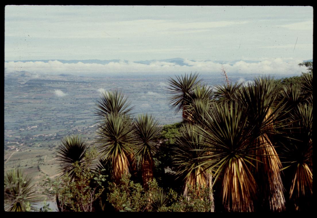 Strands of the shrub yucca near the apex of the archaeological site of El Palmillo. (Linda M. Nicholas / Field Museum)