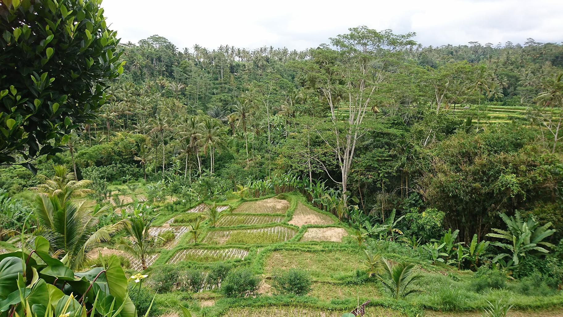 An image of rice fields in Ubud, Bali, submitted as part of the study by an archaeologist from the Max Planck Institute for the Science of Human History. (Lucas Stephens / University of Pennsylvania) 