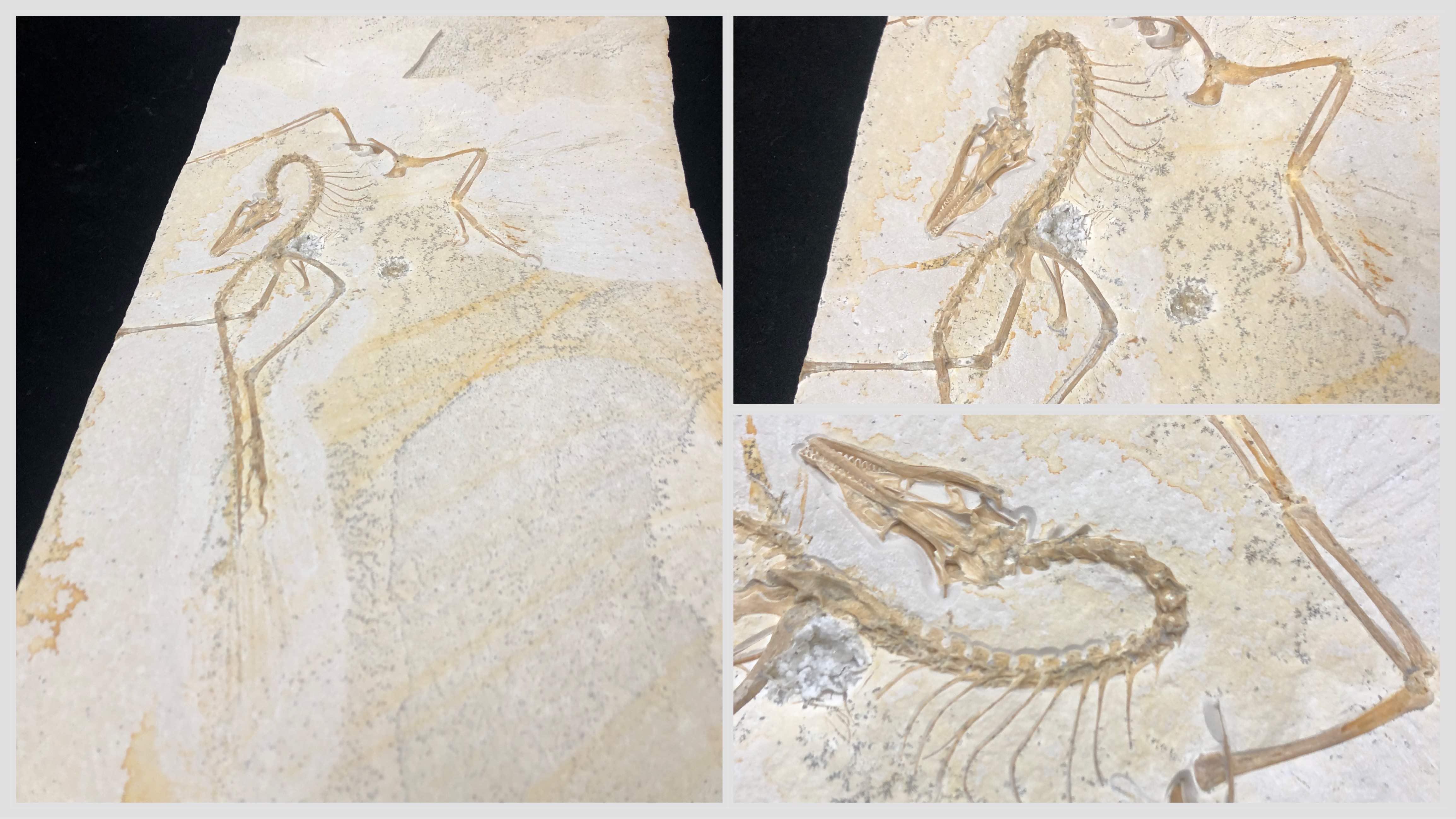 The Field Museum has acquired the 13th known specimen of Archaeopteryx, often called the “missing link” fossil between dinosaurs and birds. (Patty Wetli / WTTW News)