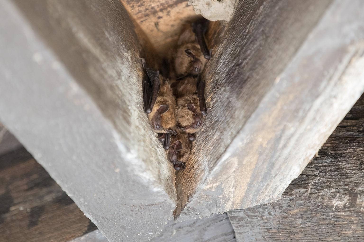 Lincoln Park Zoo staff look for bat roosts, like the one pictured here, to collect samples of the bats' guano, or poop. (Courtesy Lincoln Park Zoo)