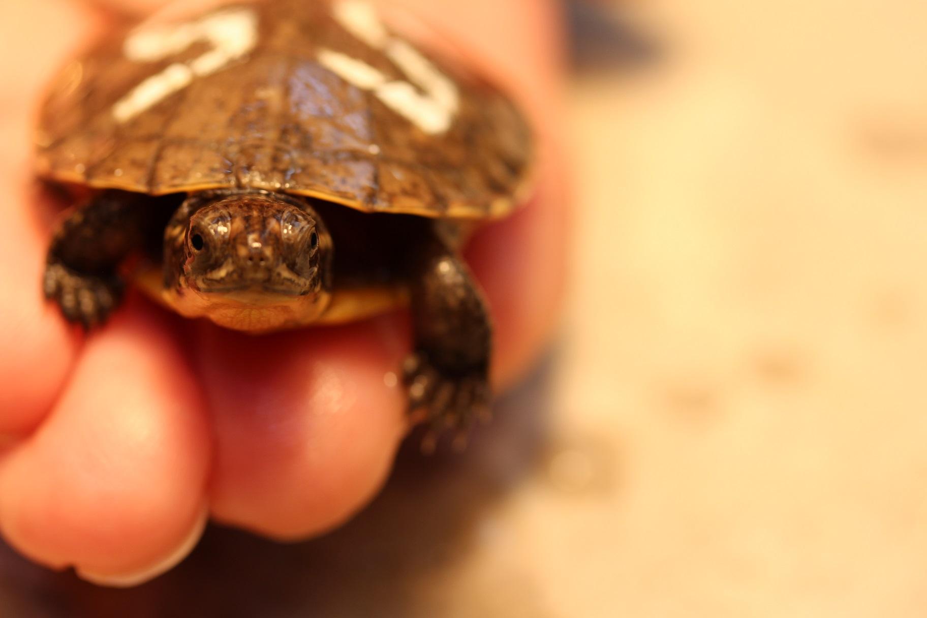 While at the Nature Museum, turtle hatchlings are marked with numbers so that staff can track their growth and development. (Courtesy Peggy Notebaert Nature Museum)