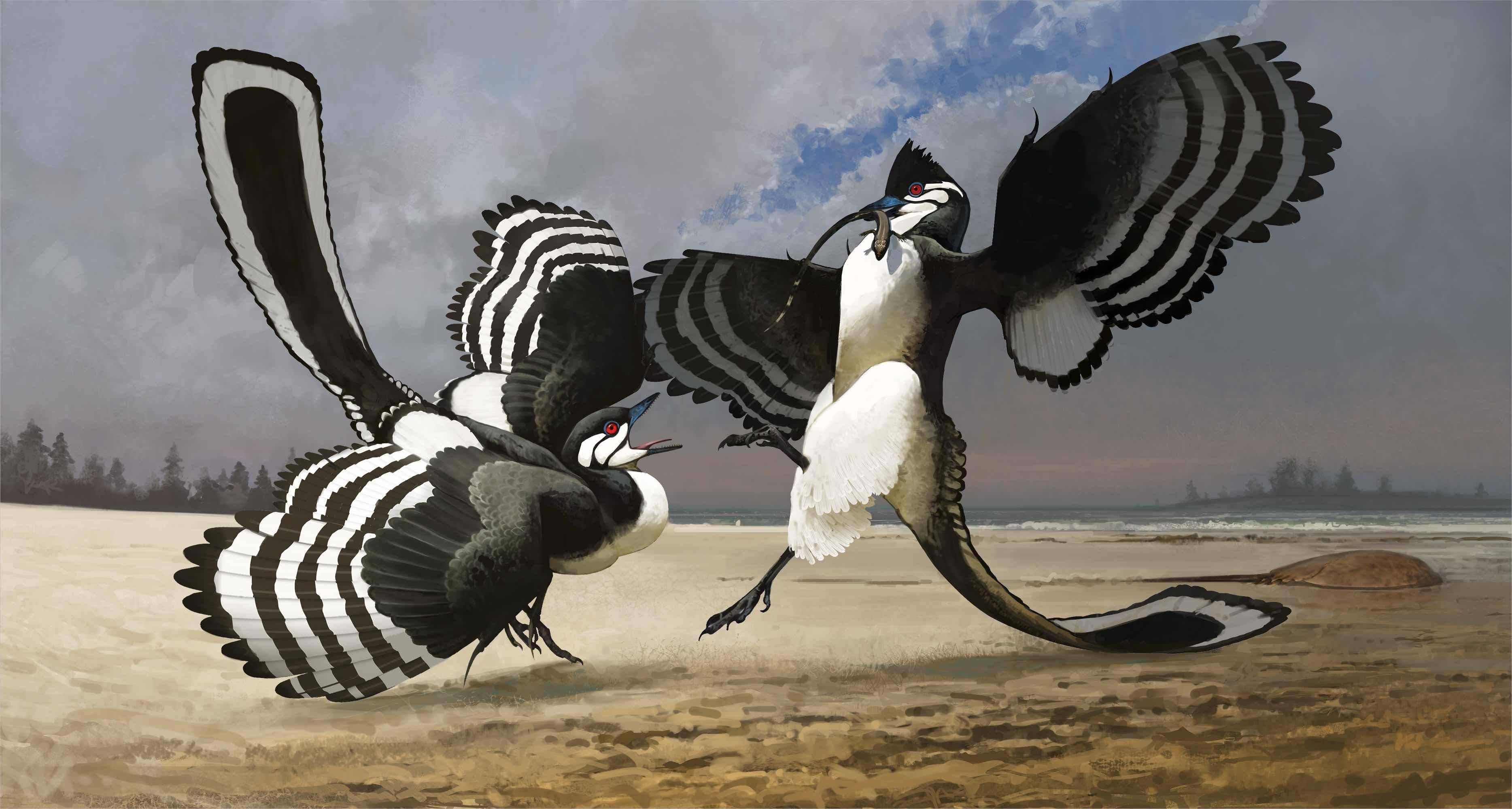 An illustration of what Archaeopteryx may have looked like. (Courtesy of the Field Museum and Ville Sinkkonen)