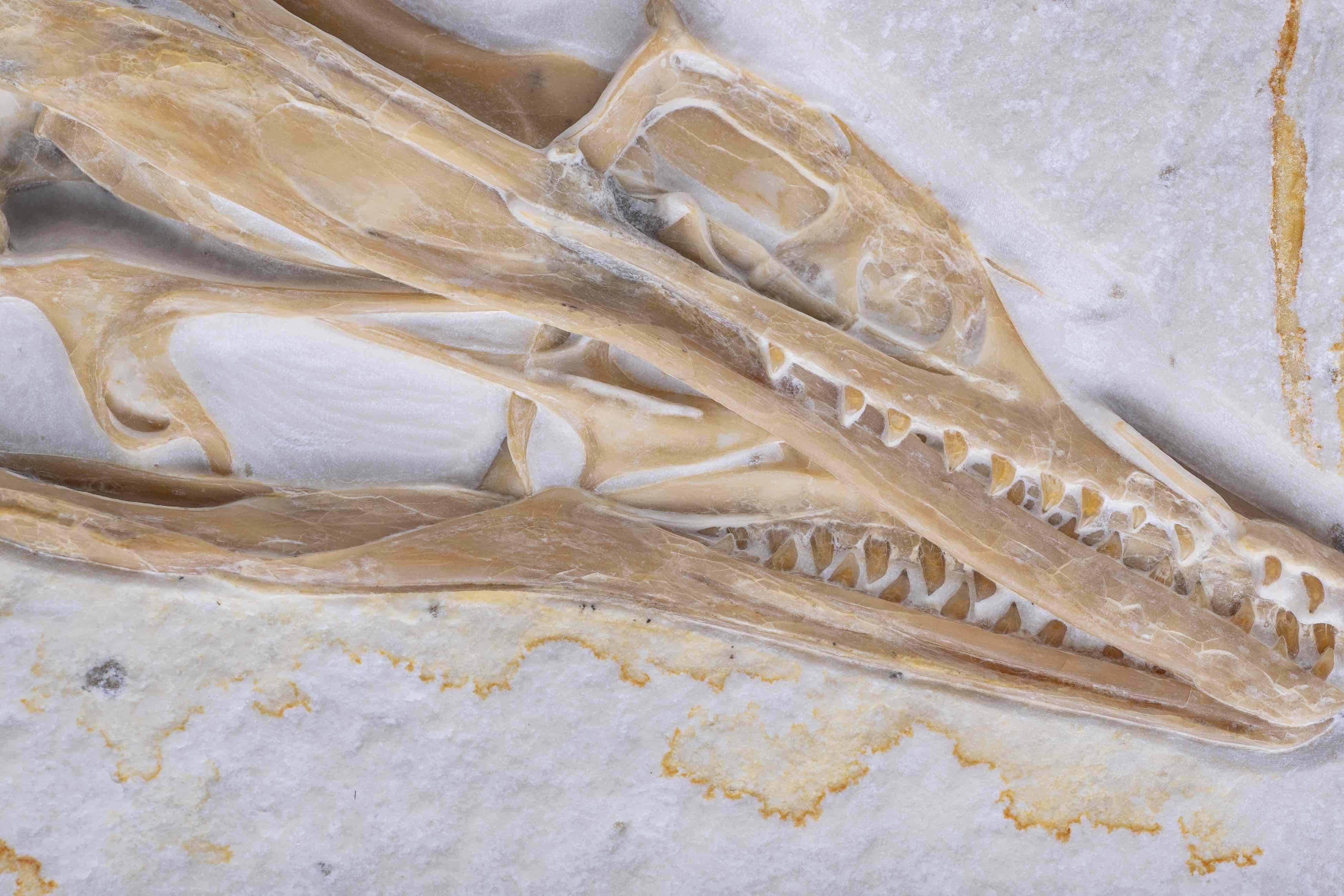 A closeup of the Chicago Archaeopteryx skull. (Courtesy of Field Museum of Natural History)