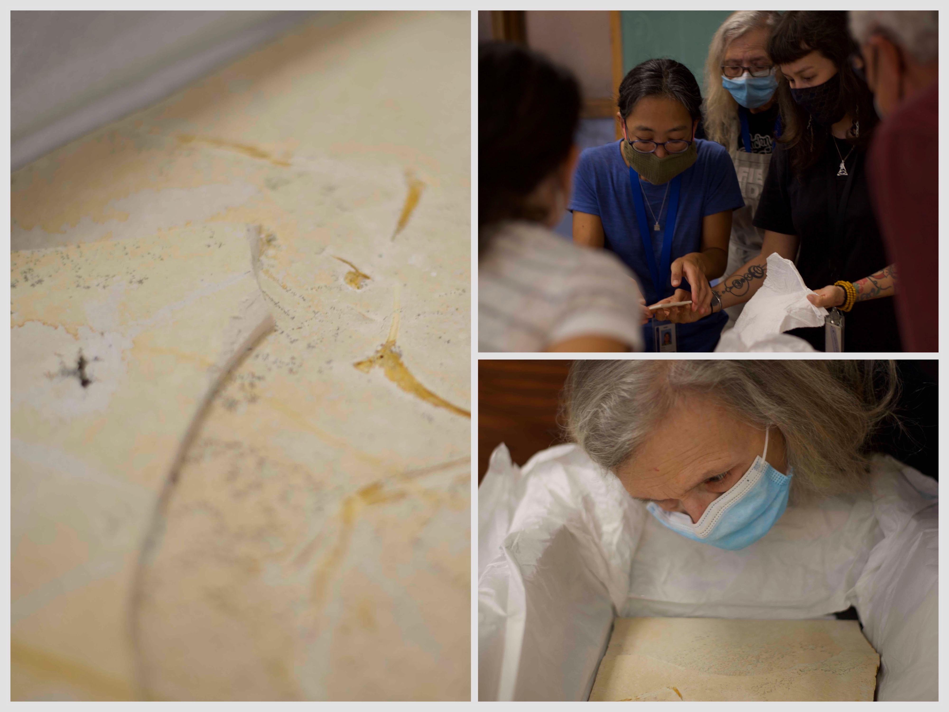 The unprepared Archaeopteryx fossil, from left; Akiko Shinya and Connie Van Beek get their first glimpse of fragments with Jingmai O'Connor; Connie Van Beek takes a closer look at the just-arrived specimen in August 2022. (Courtesy of the Field Museum of Natural History)