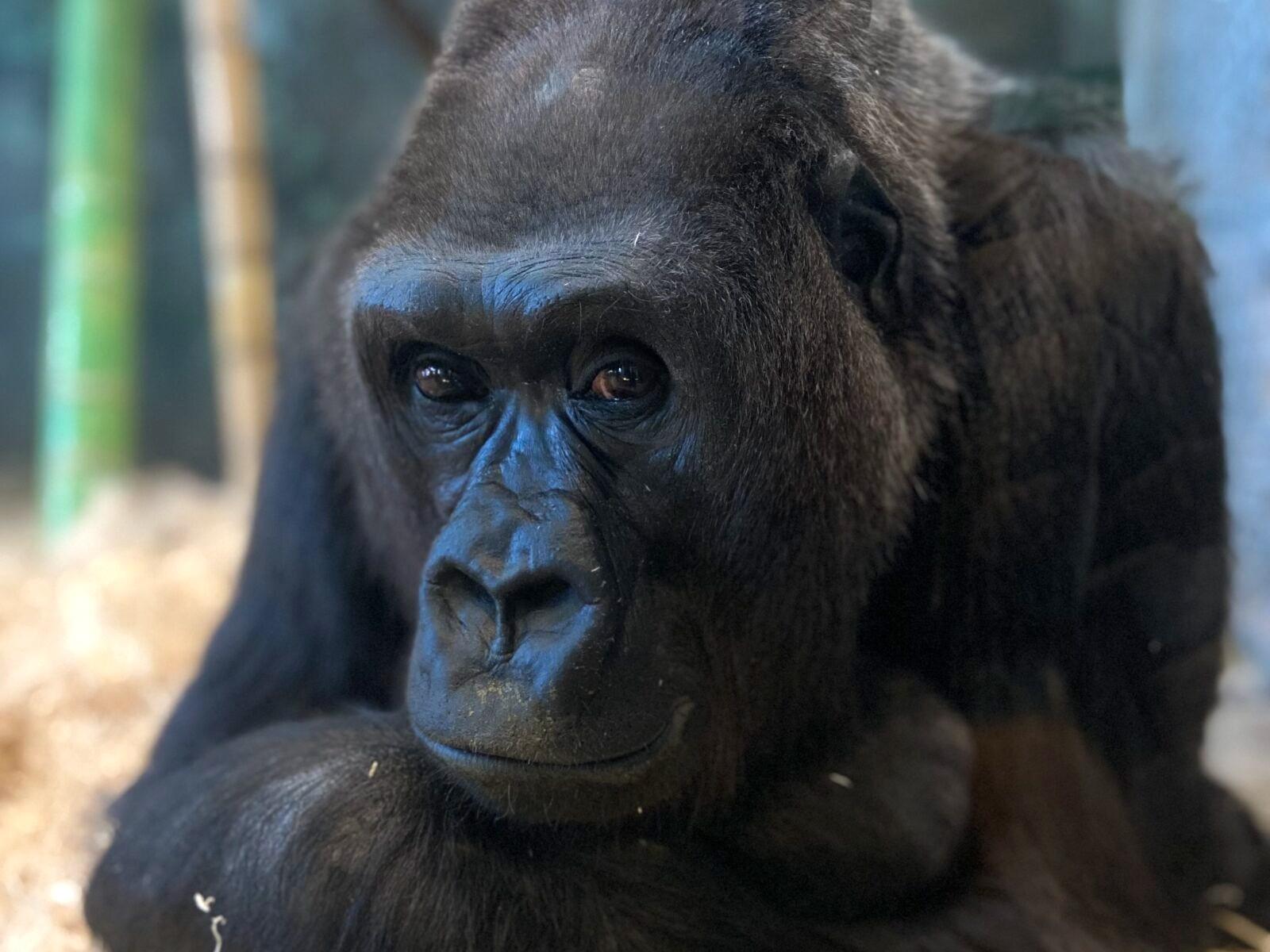 That face. RIP, Bana: 1995-2024. (Grant Guimond / Lincoln Park Zoo)