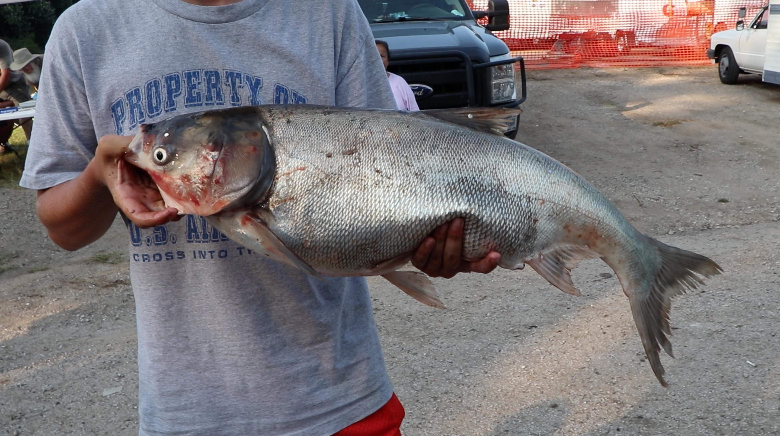 Silver carp's "startle response" is jumping out of the water due to the noise and pressure waves caused by boat motors. (Evan Garcia / Chicago Tonight)