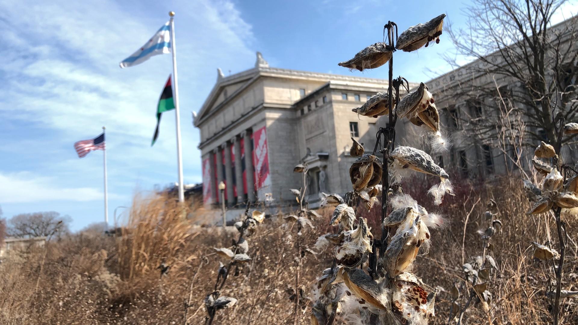 Milkweed stems stand tall in the Field Museum's Rice Native Gardens. In the past, gardeners have been threatened with fines when native plants were mistaken for weeds. (Patty Wetli / WTTW News)