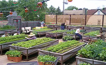 Chicago Gardens