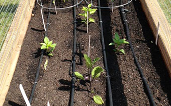 Our Garden