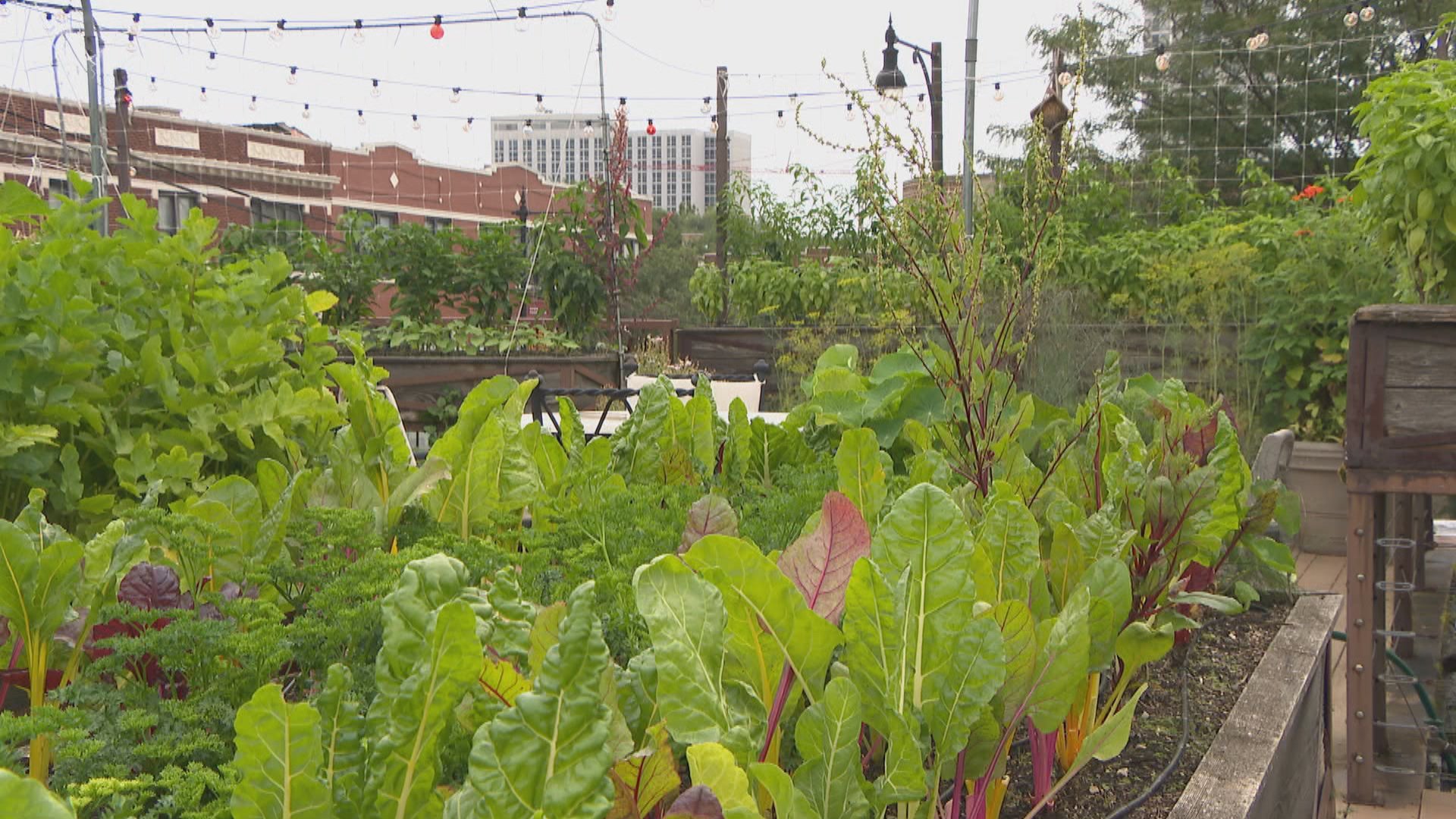 The rooftop garden at Uncommon Ground restaurant in Edgewater. (Chicago Tonight)