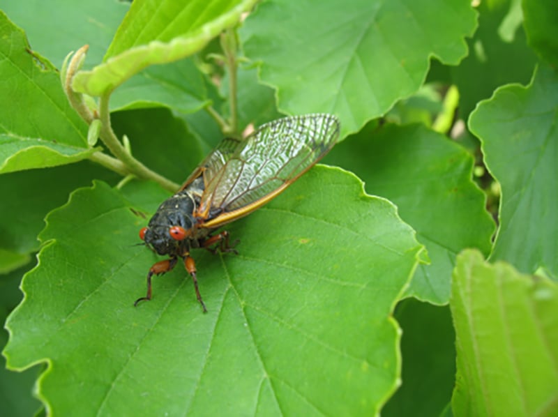 An adult cicada