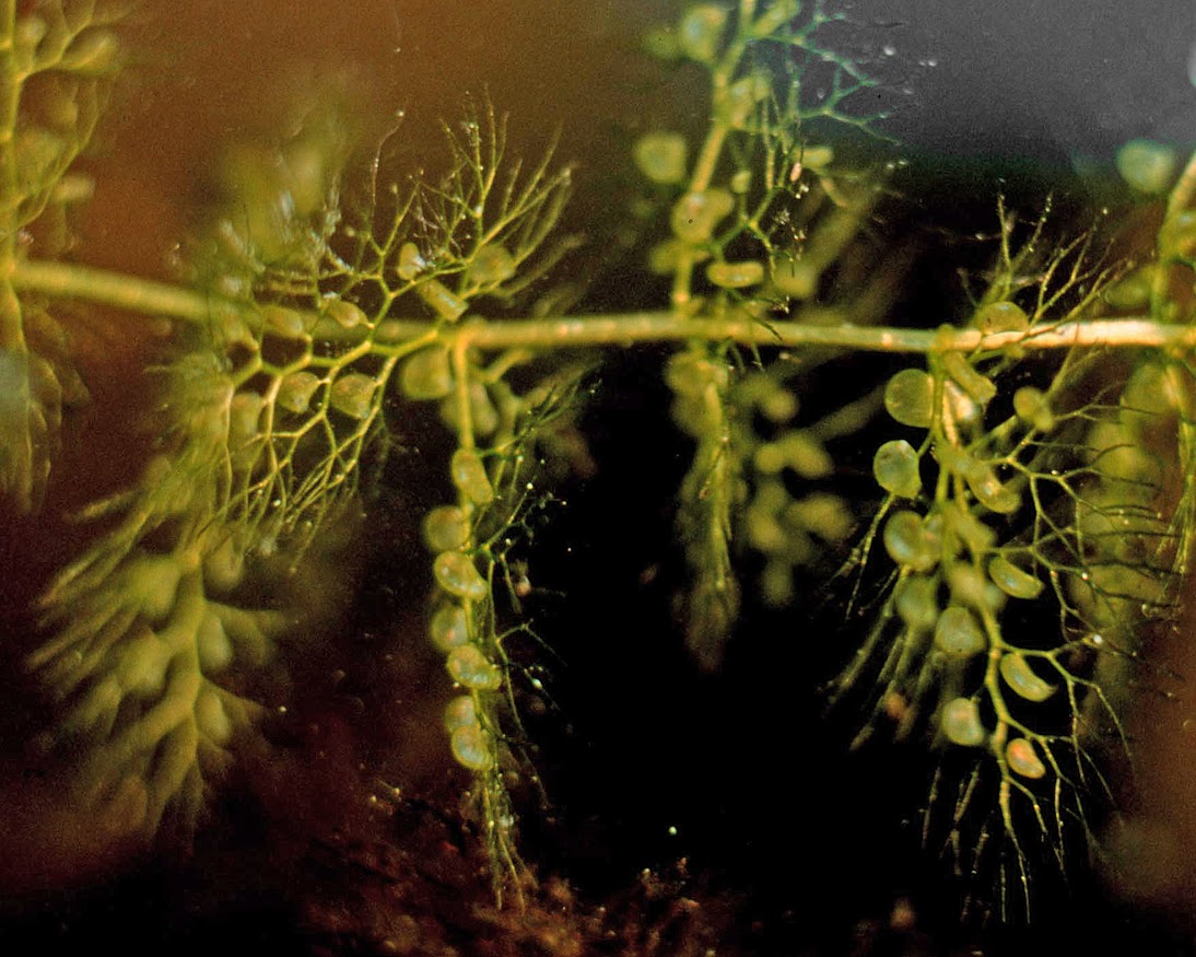 The great bladderwort's bladder-like pouches trap prey.