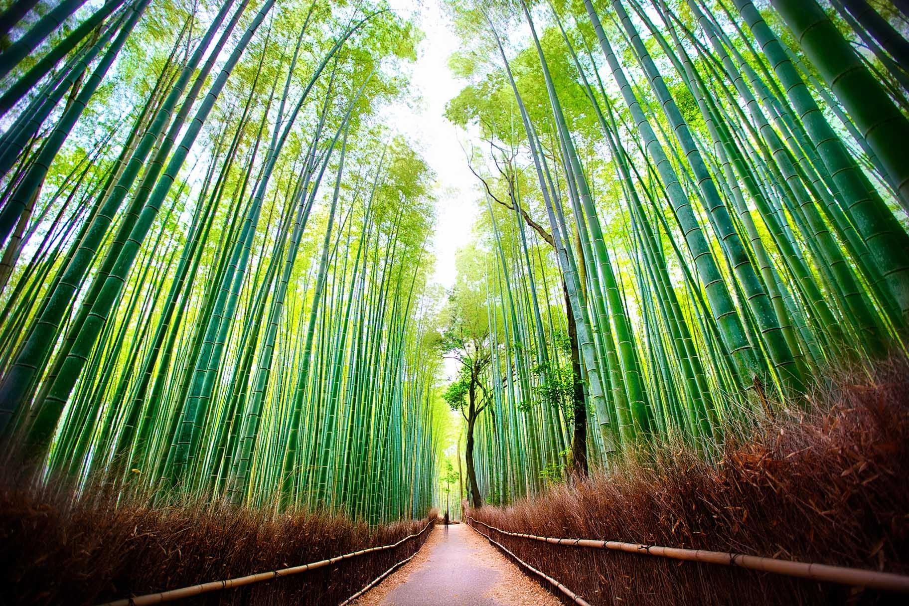 Arashiyama Bamboo Forest, Japan (Daniel Peckham / Flickr)