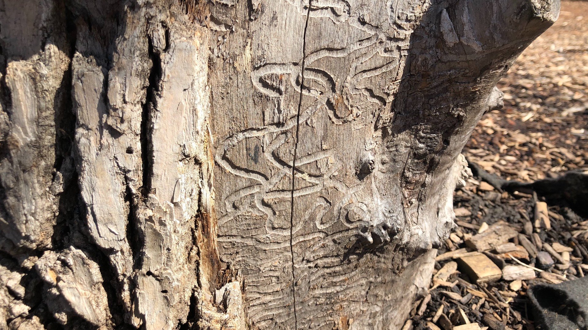 An ash tree stump, bearing the telltale signs of the destructive Emerald Ash Borer. (Patty Wetli / WTTW News)