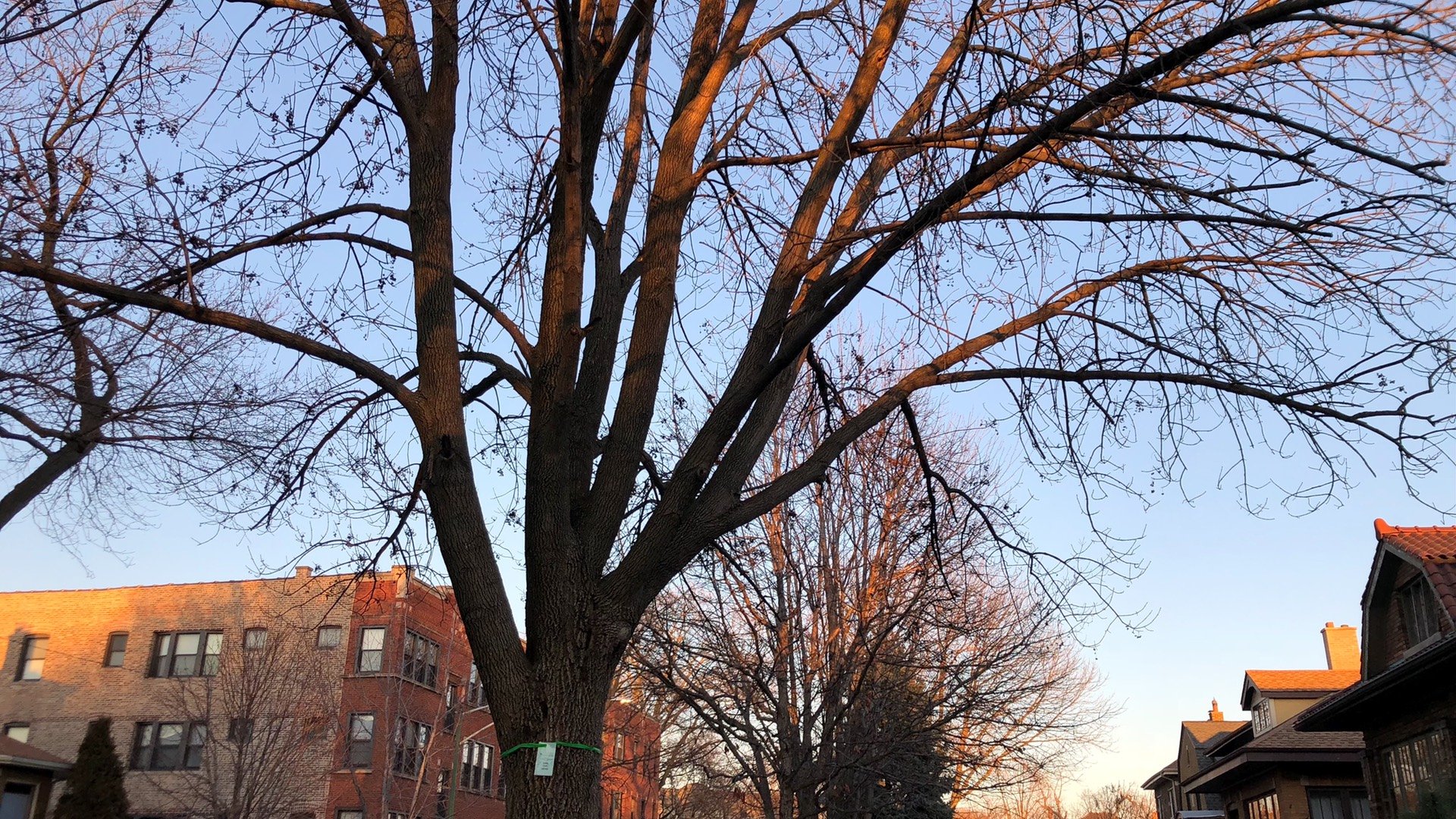 Mature ash trees provide significant canopy cover. (Patty Wetli / WTTW News)