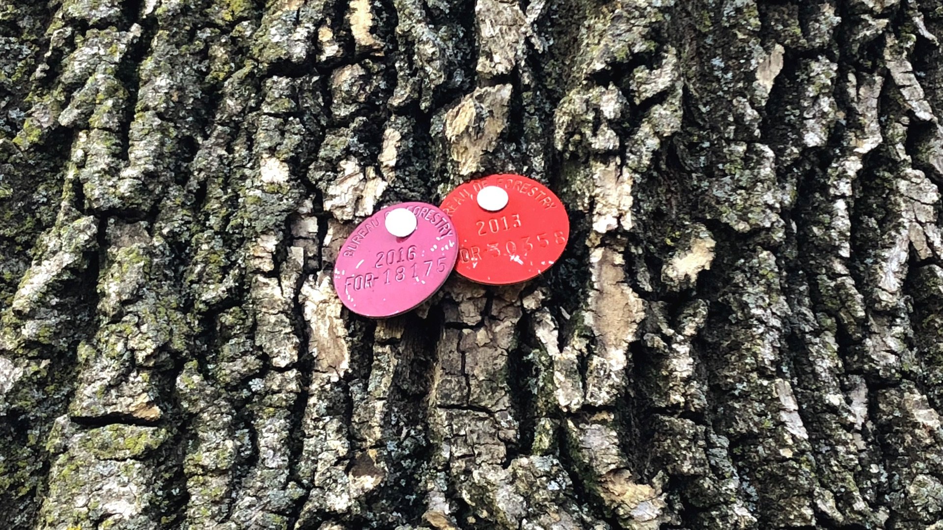 Telltale tags mark parkway ash trees that the city was treating for emerald ash borer. The Department of Streets and Sanitation will no longer inoculate parkway ash. (Patty Wetli / WTTW News)