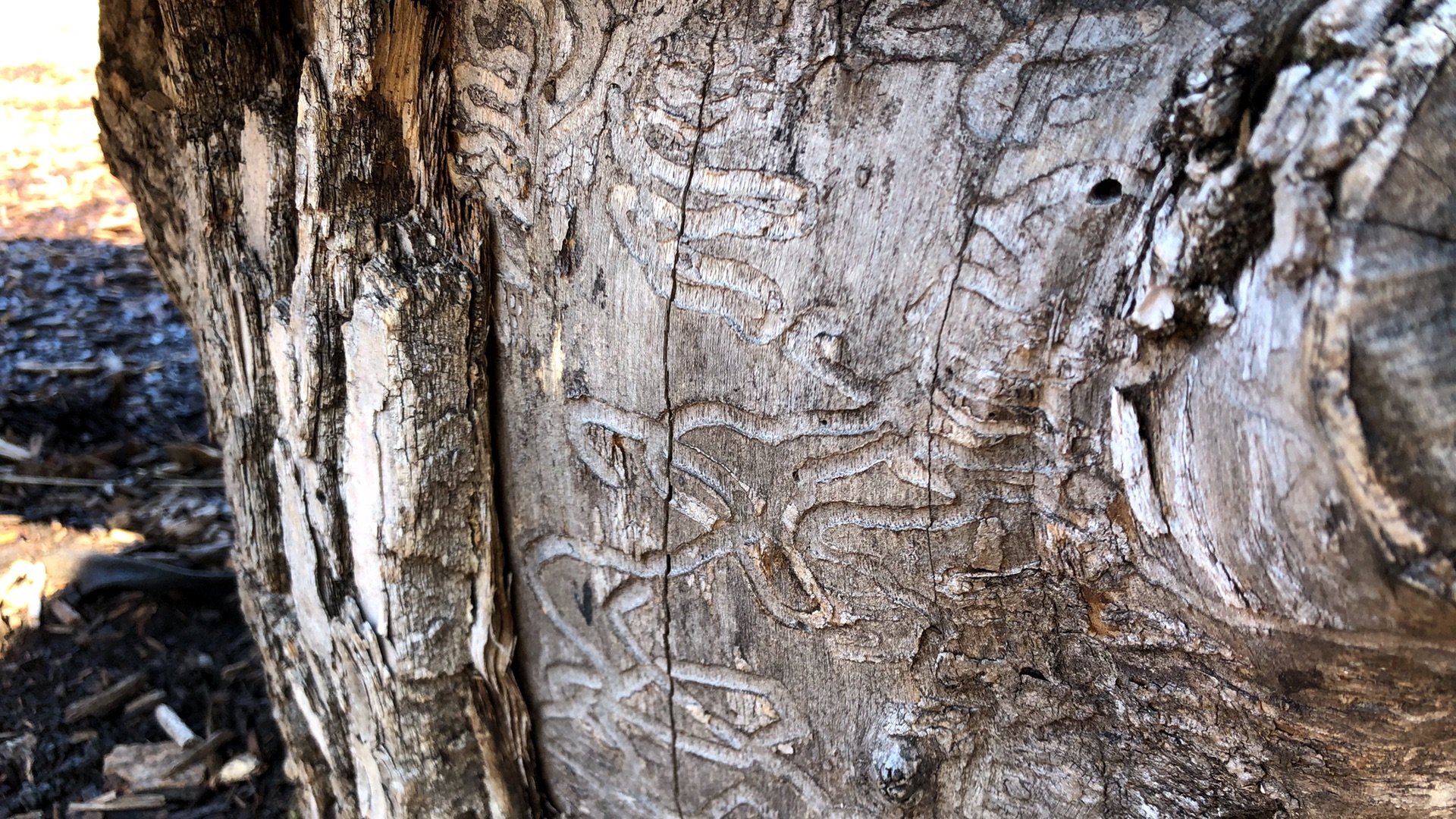 Emerald ash borer larvae create a telltale tunneling pattern. (Patty Wetli / WTTW News)