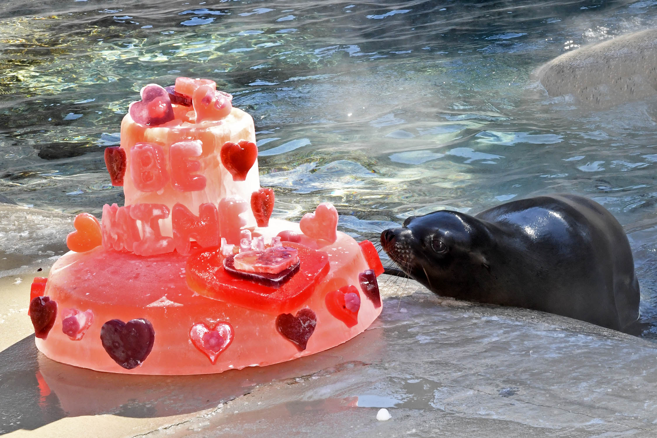 Charger the sea lion. (Jim Schulz / Chicago Zoological Society)