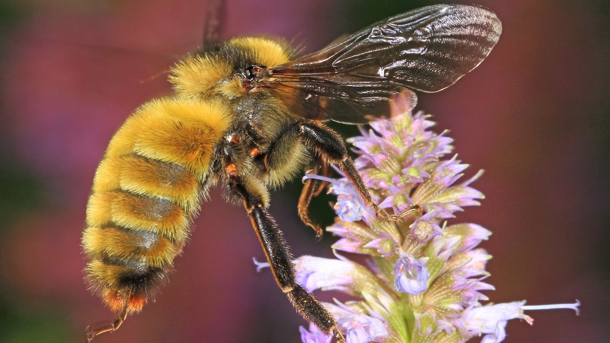 The bumble bee is one of hundreds of species of bees native to Illinois. (Judy Gallagher / Flickr)
