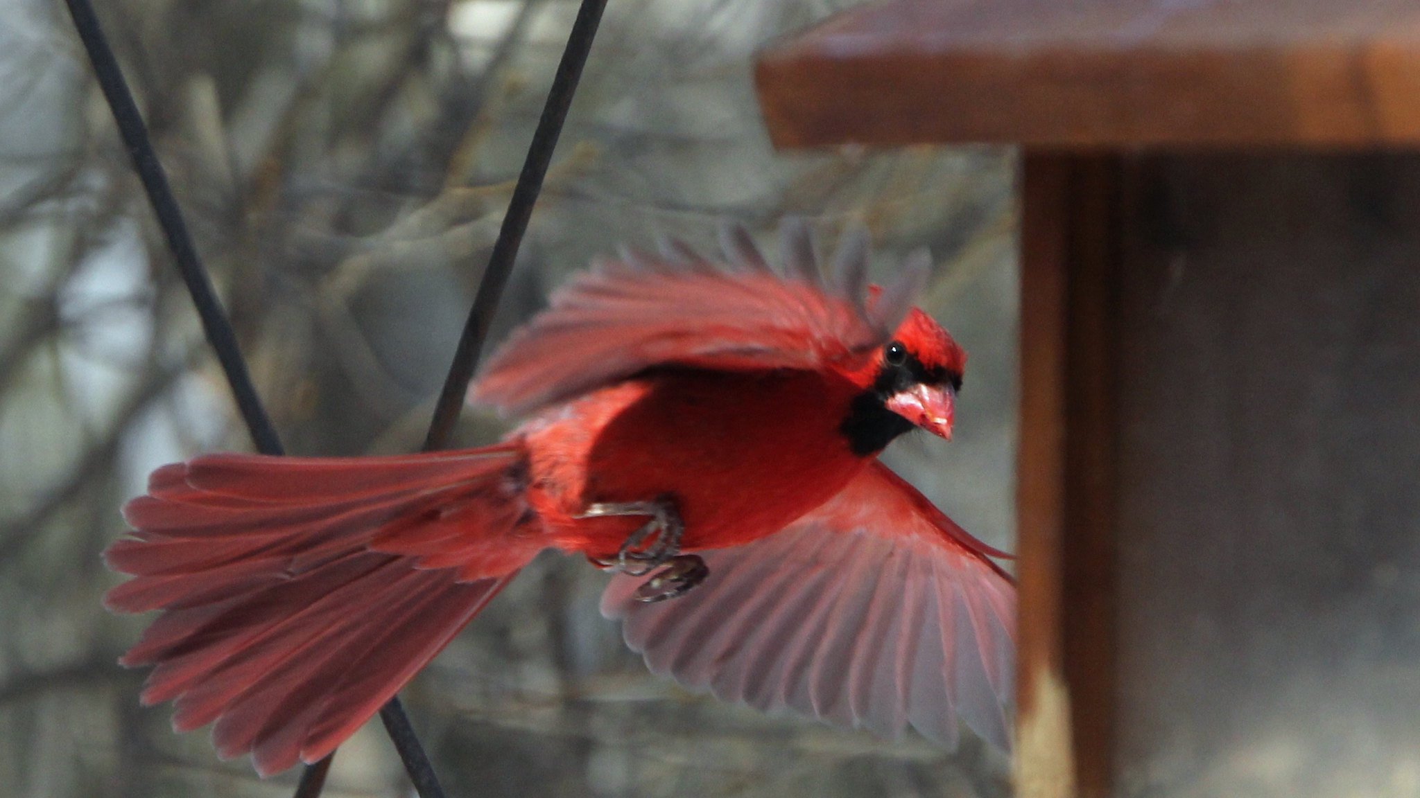 Cardinal sightings never get old. (Robert Engberg / Flickr)