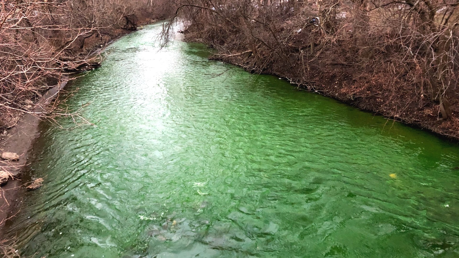 The Chicago River flowed green on its North Branch, as seen from Kedzie Avenue. (Patty Wetli / WTTW)