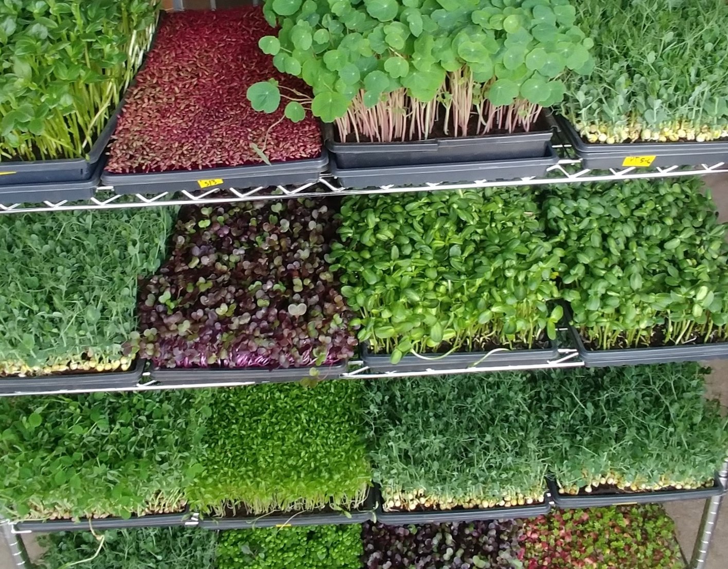 Closed Loop Farms specializes in microgreens, grown indoors. These are very young versions of vegetable plants, packed with nutrients. (Courtesy of Closed Loop Farms)