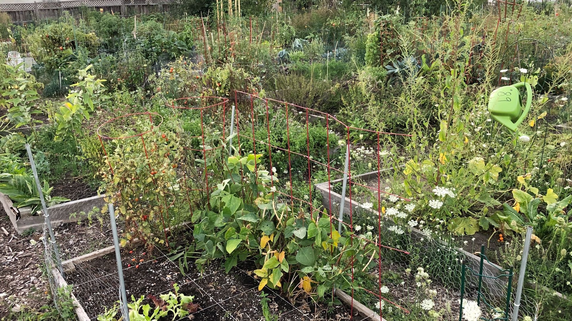 The city touts community gardens as a source of healthy, nutritious produce, but water is hard to come by. (Patty Wetli / WTTW News)