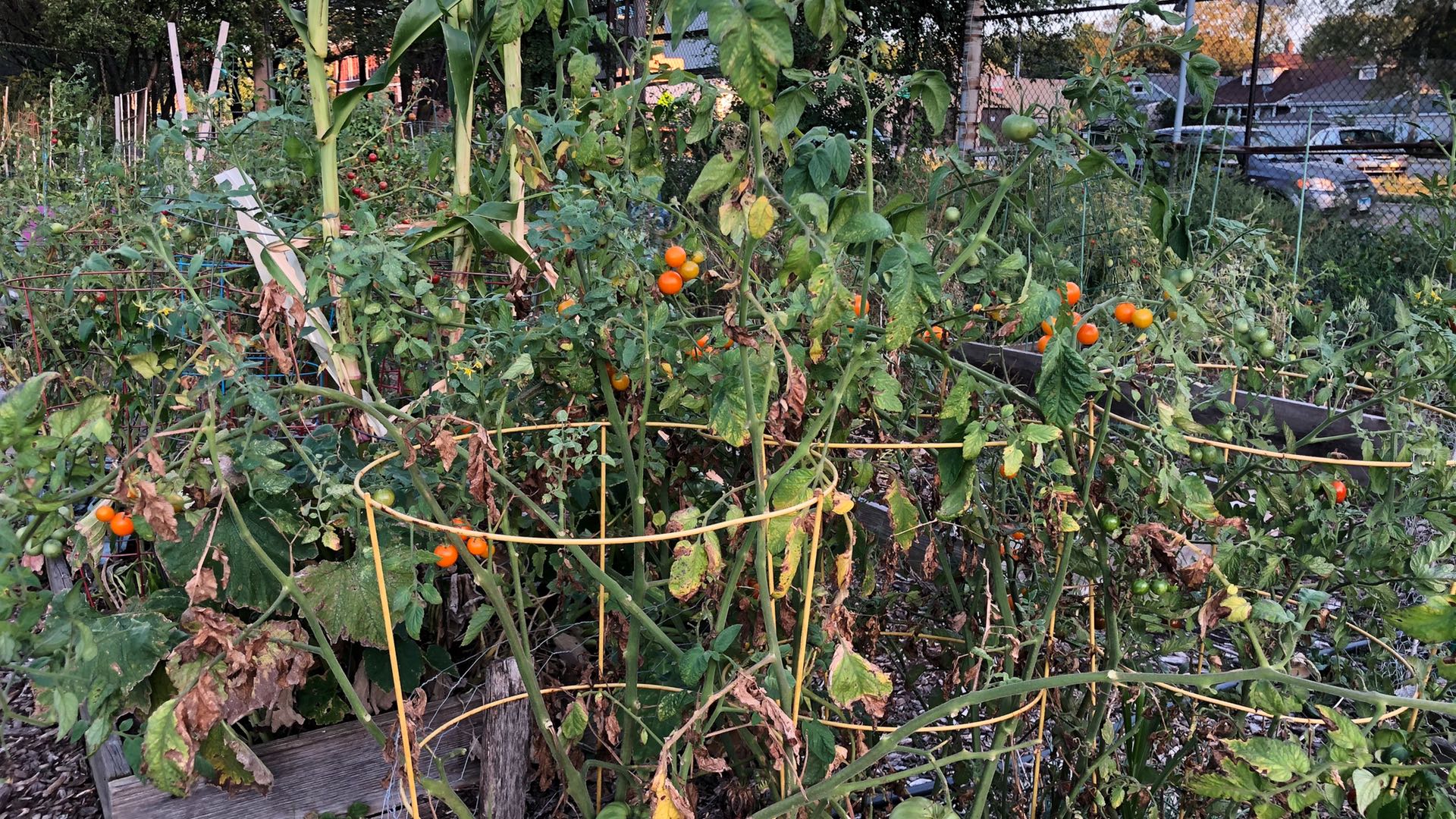 Even well-funded gardens didn't receive their hydrant access permits until July, with a significant portion of the growing season wasted. (Patty Wetli / WTTW News)