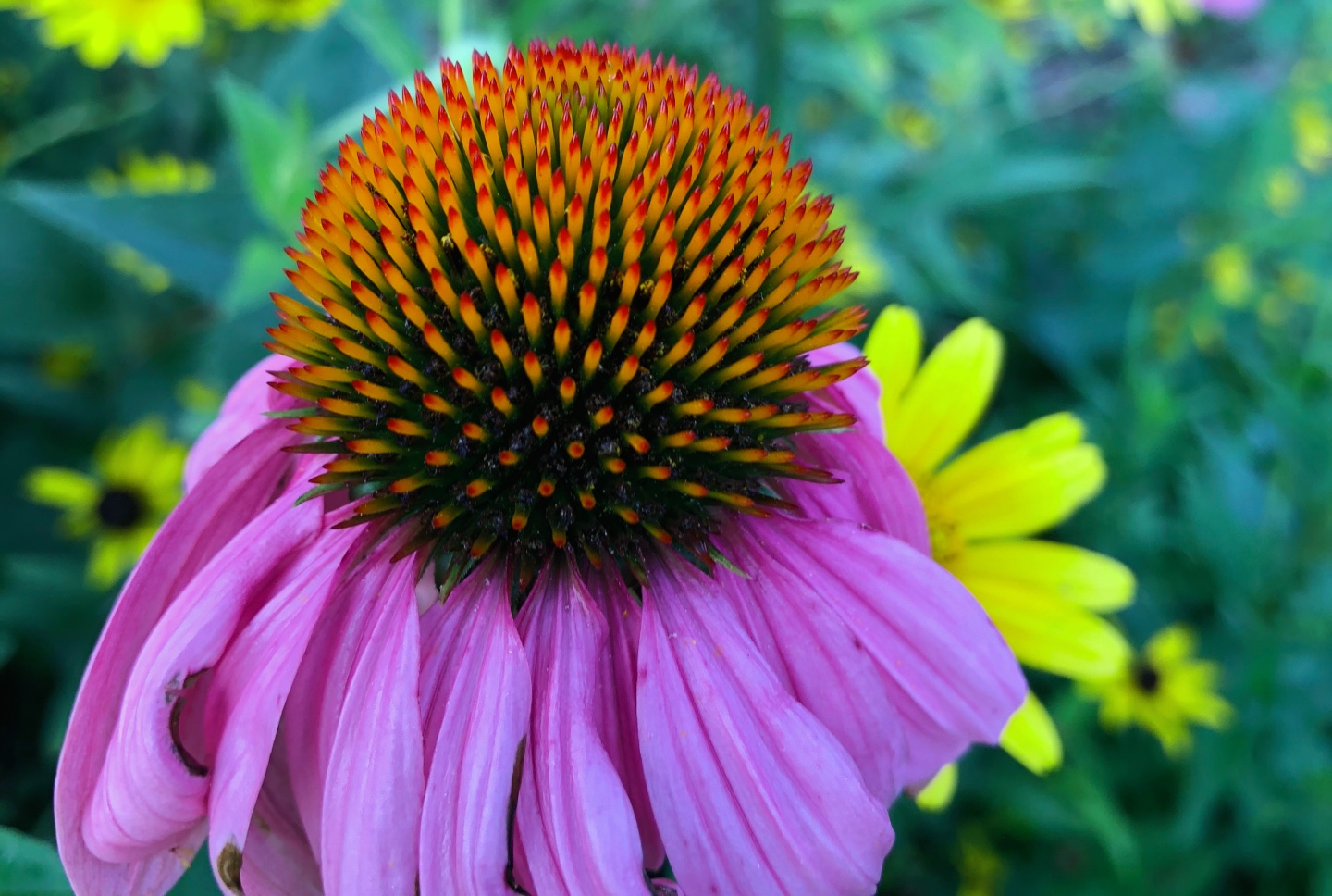 Echinacea. (Patty Wetli / WTTW News)