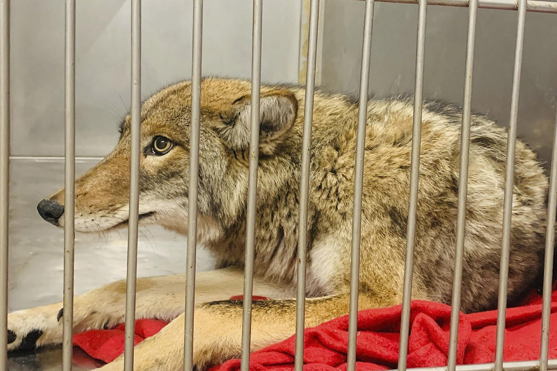 The injured coyote after it was captured by Chicago Animal Care and Control. (Chicago Animal Care and Control via AP)