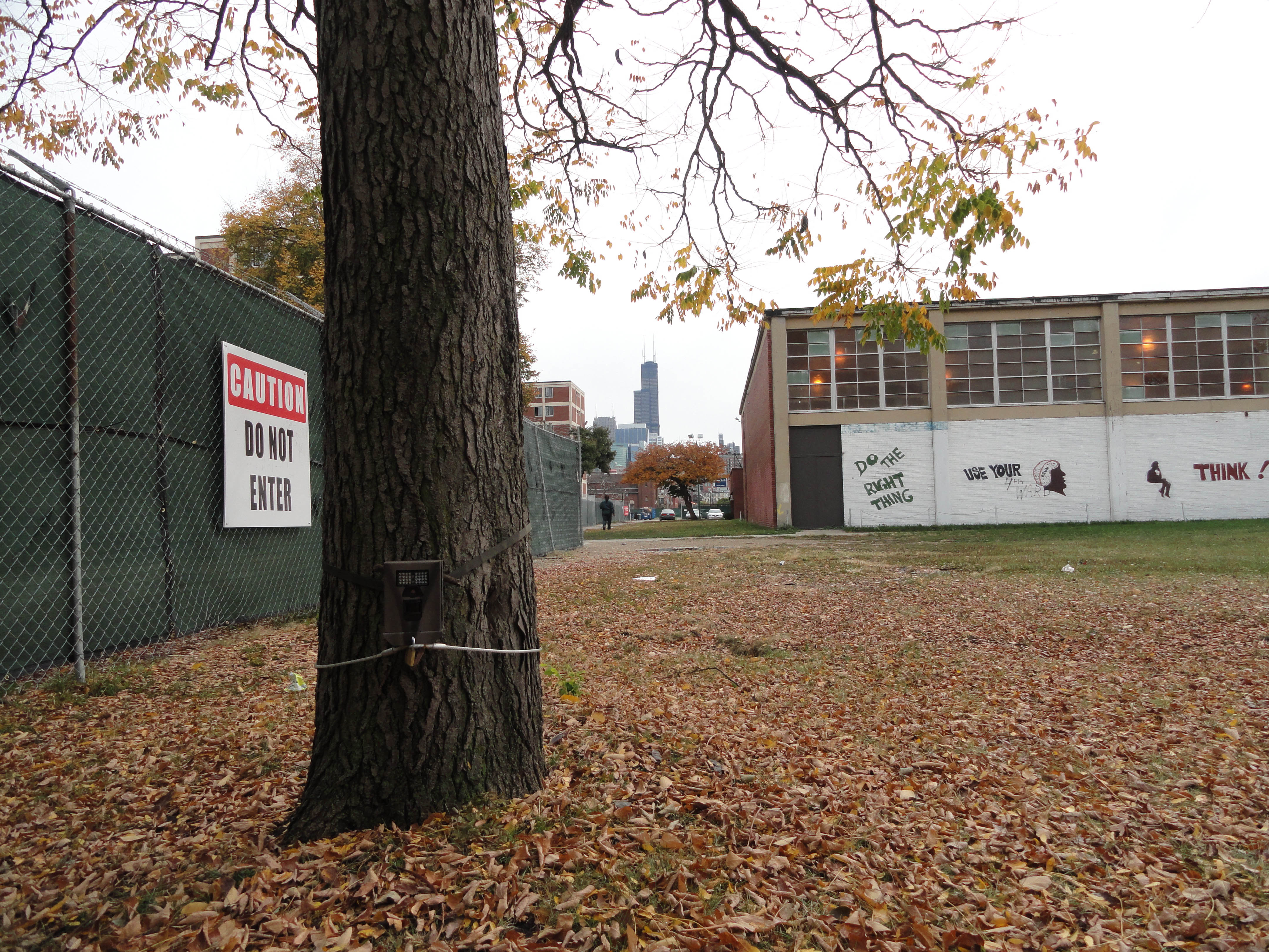 A Chicago Wildlife Watch camera trap in the South Loop. (Courtesy of Urban Wildlife Institute/Lincoln Park Zoo)