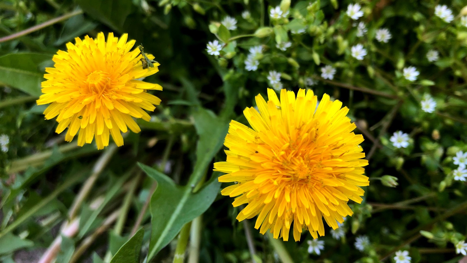 Is A Dandelion A Non Flowering Plants