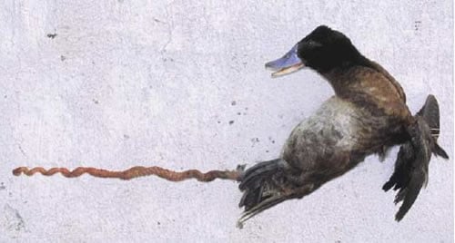 An Argentine Lake Duck showing off his goods; credit: K. McCracken
