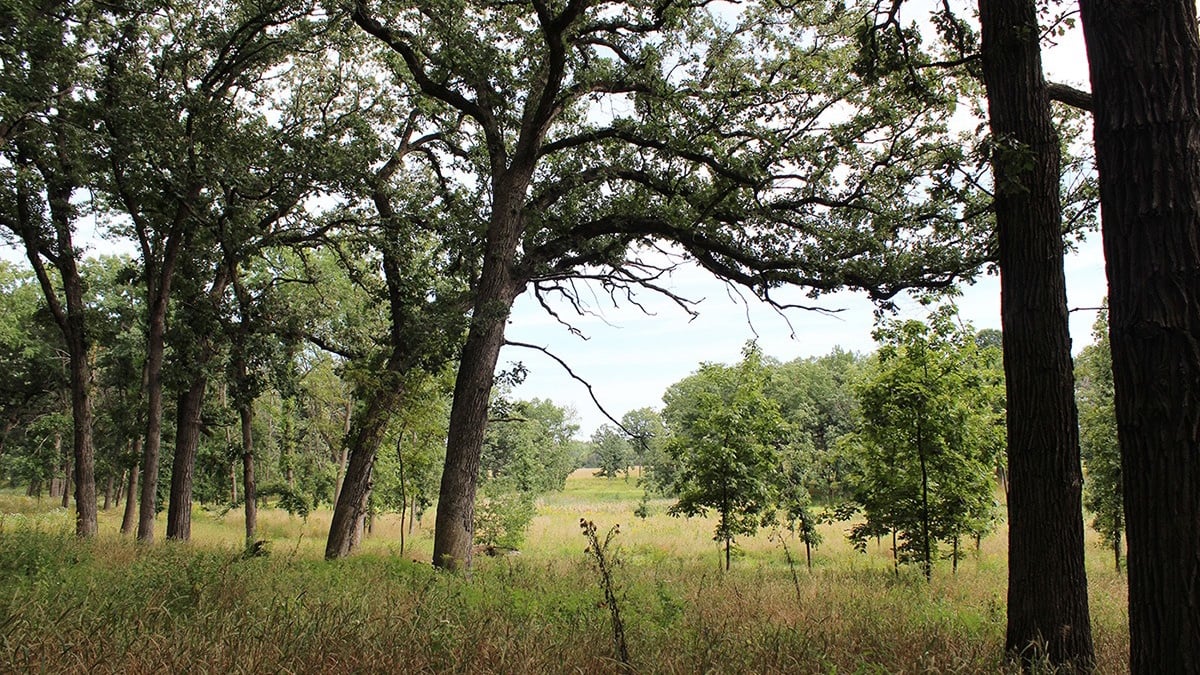 The forest preserves' long-term goal is to acquire 20,000 additional acres of green space. (Forest Preserve District of Cook County / Facebook) 