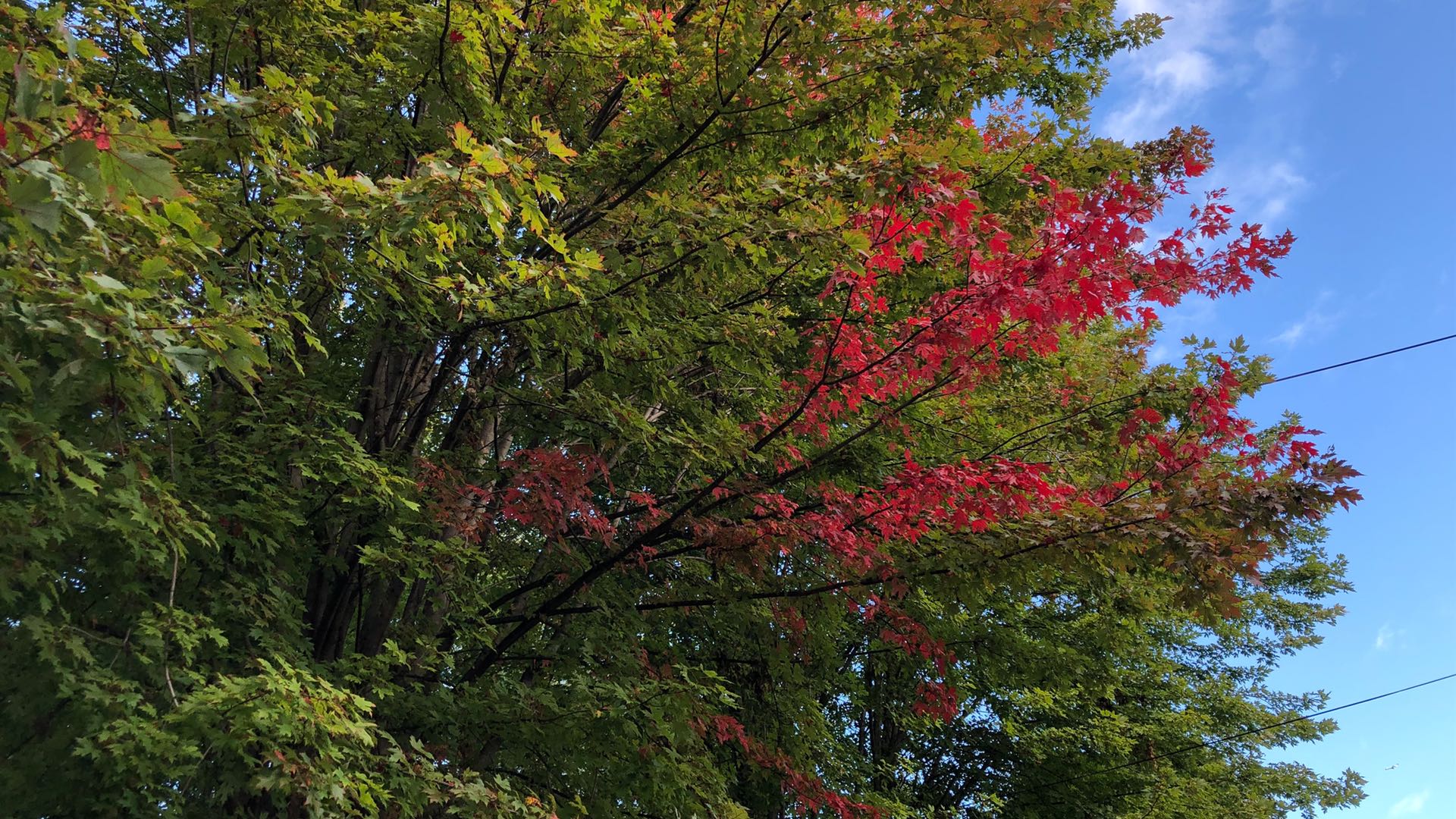Fall color varies from tree to tree, and even branch to branch. (Patty Wetli / WTTW News)