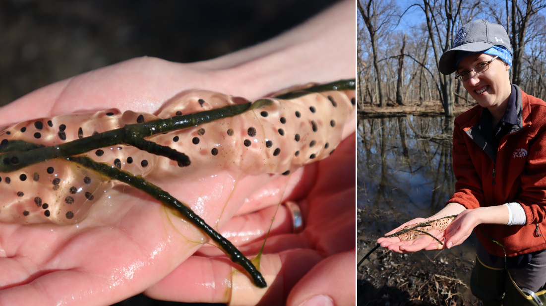 Shedd Aquarium research biologist Melissa Youngquist with salamander eggs. (Shedd Aquarium)