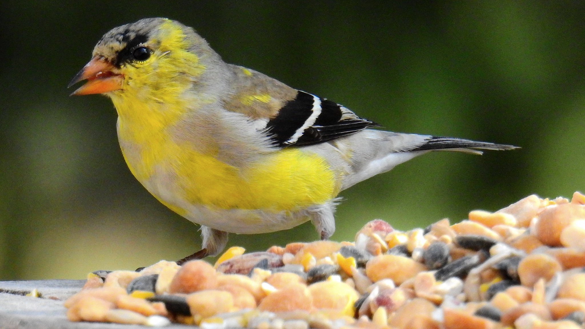 Look for an American goldfinch during Saturday's Big Day birding event. (Ken Gibson / Flickr)