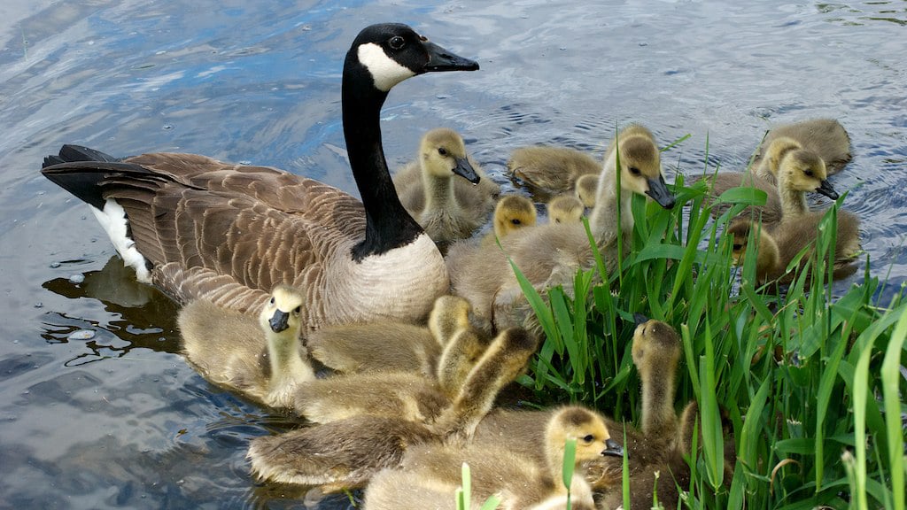 Geese are more relaxed this spring with fewer humans around, researchers say. (Jocelyn Piirainen / Flickr)