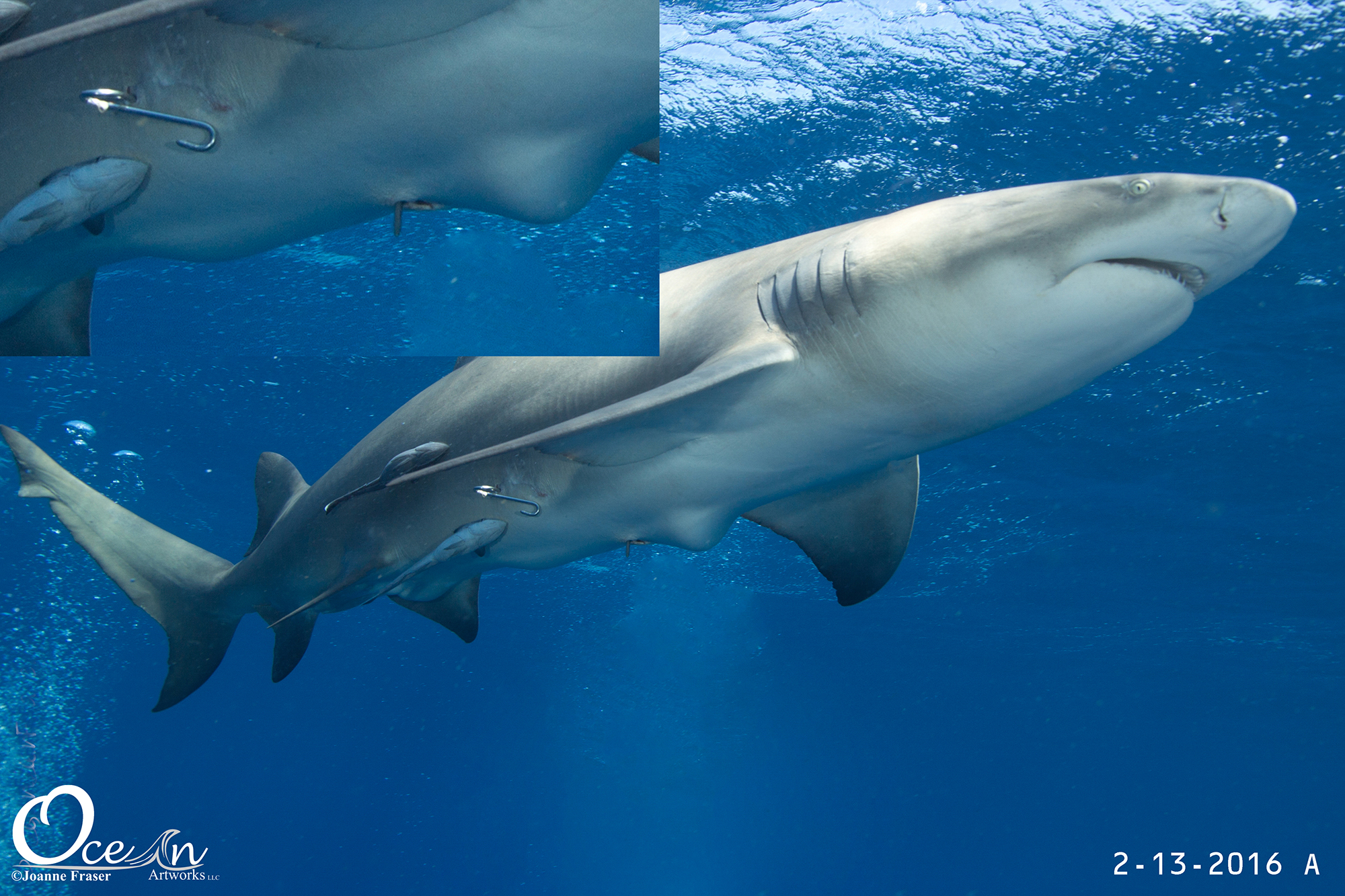 great white shark eating fish