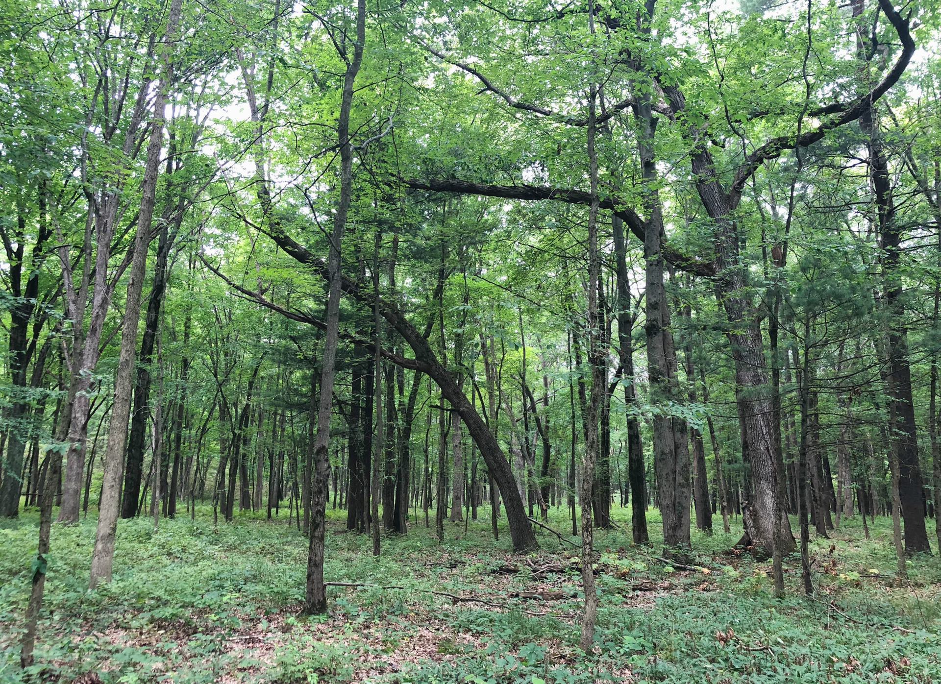 "I grew up in the woods. In my mind, that’s the gold standard. And I guess I was out looking for that," said author Lindsay Welbers. Pictured is a wooded trail at Indiana Dunes National Park, a "Transit Hikes" site. (Patty Wetli / WTTW News) 