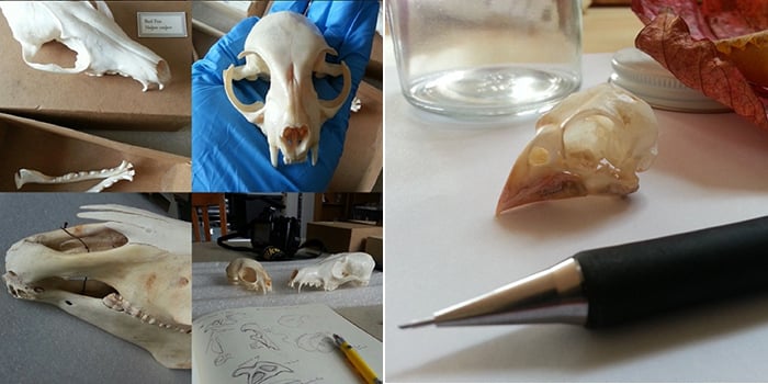 Crooks studies and sketches animal bones before crafting her sculptures. (Lana Crooks)