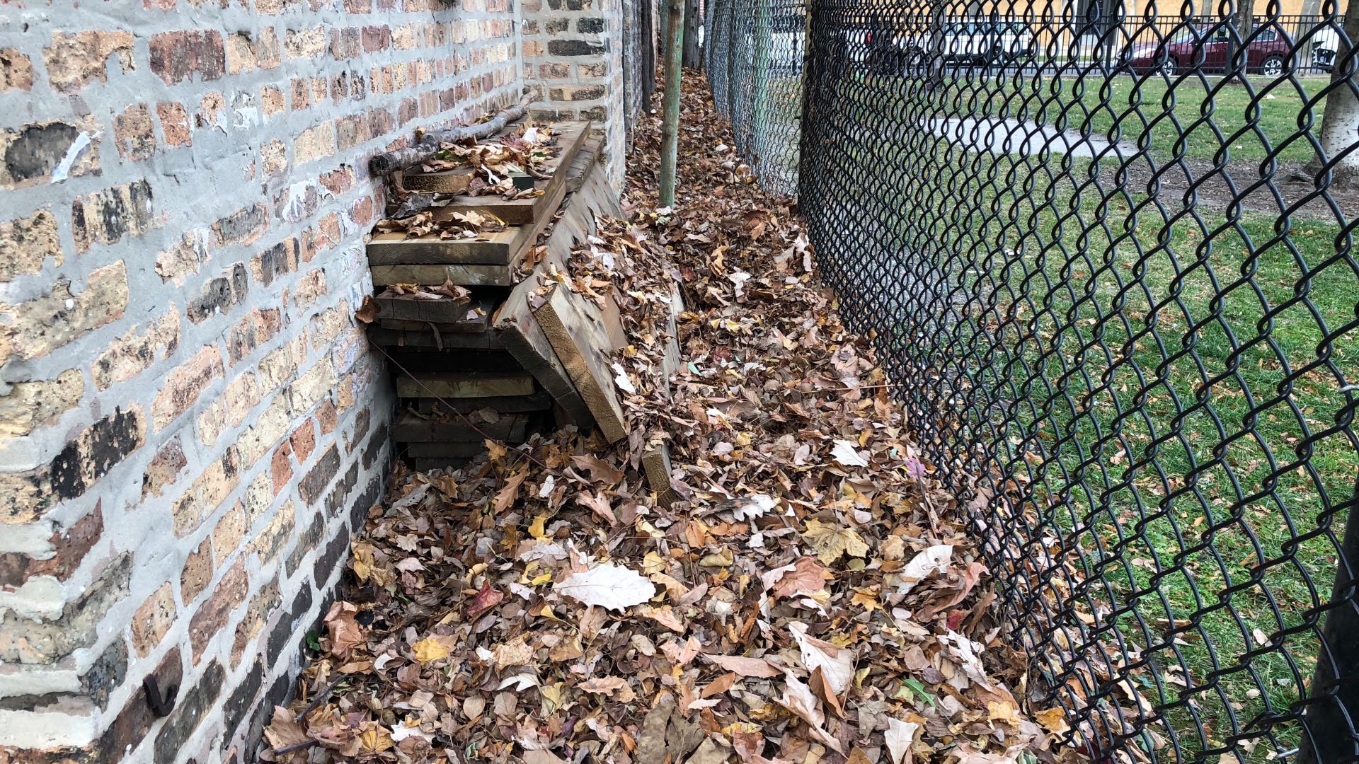 Leaves can be piled along a fence line, which will help contain them and keep them off sidewalks and out of sewers. (Patty Wetli / WTTW News)