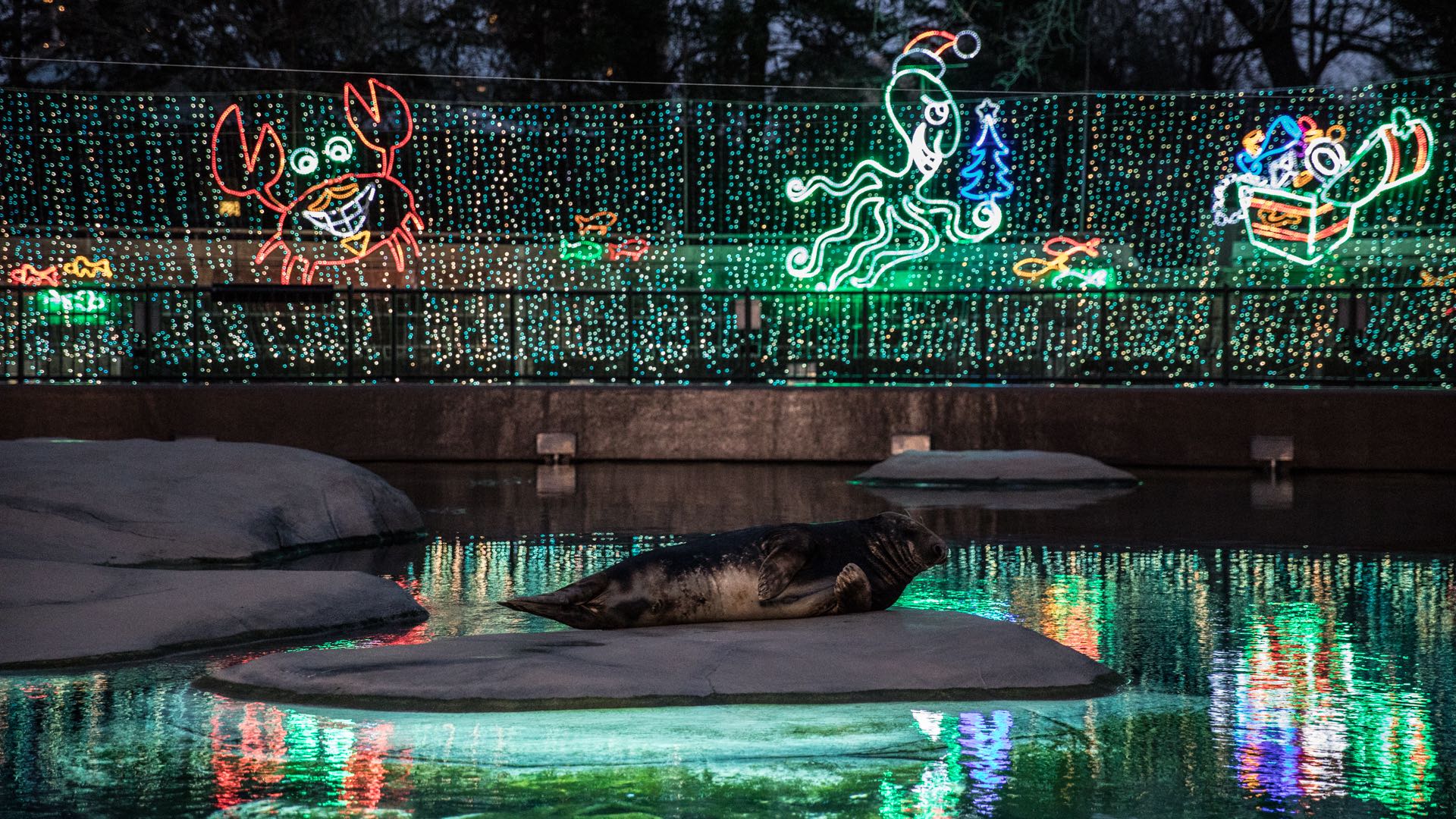 The biggest change to ZooLights in Lincoln Park is an admission charge in 2020. (Christopher Bijalba / Lincoln Park Zoo)