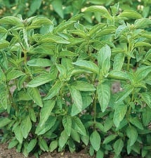 lime basil