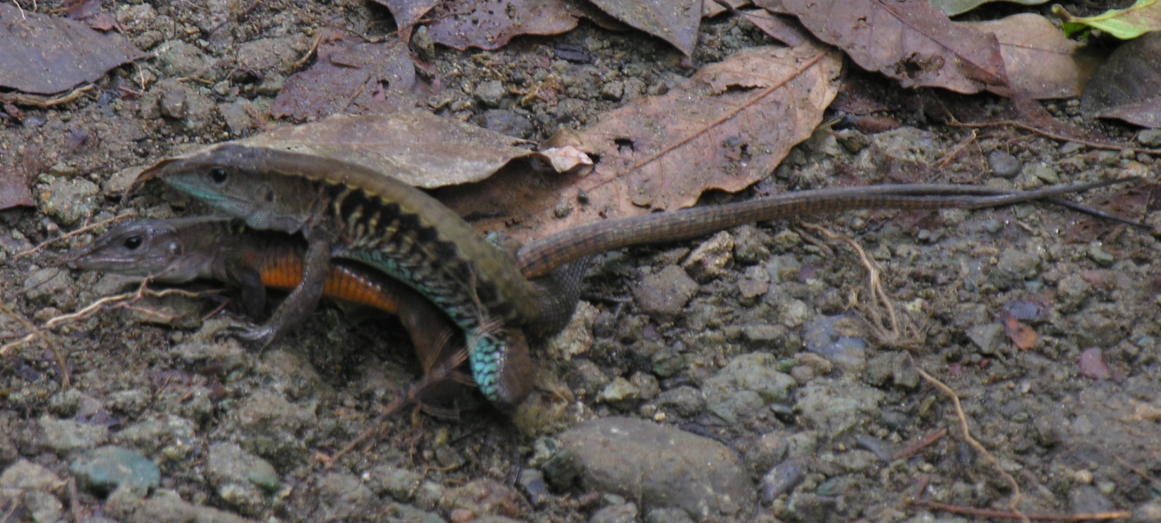 creature-courtship-chicago-news-wttw