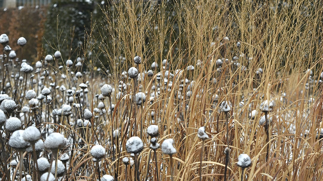 (Jo ana Kubiak / Lurie Garden)