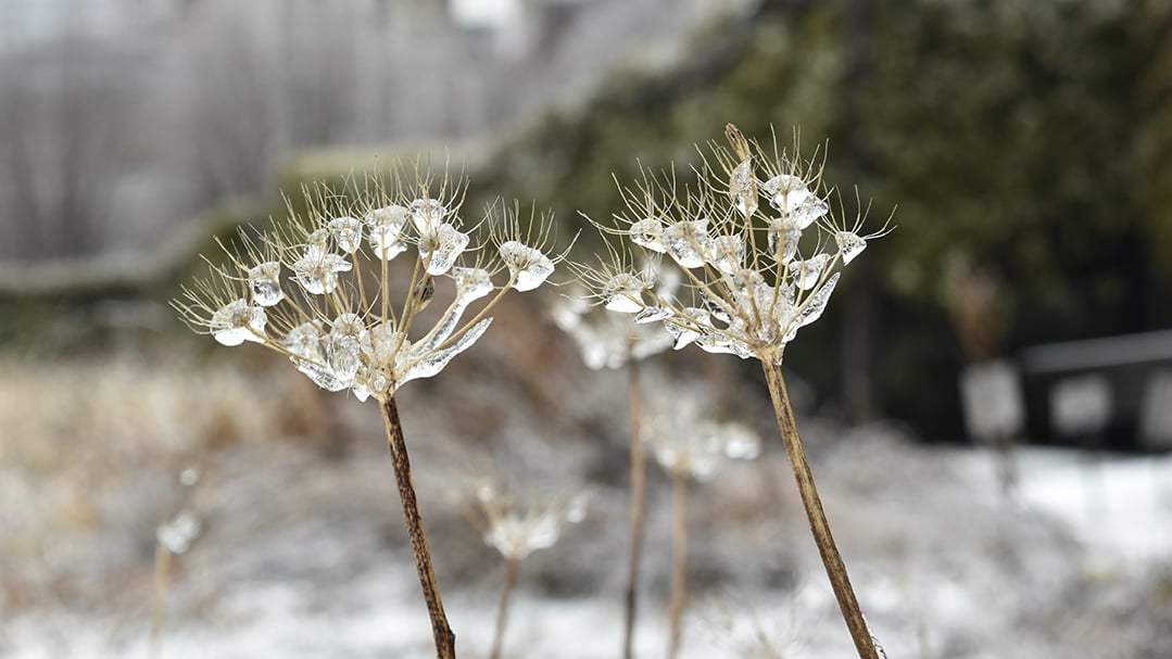 (Jo ana Kubiak / Lurie Garden)