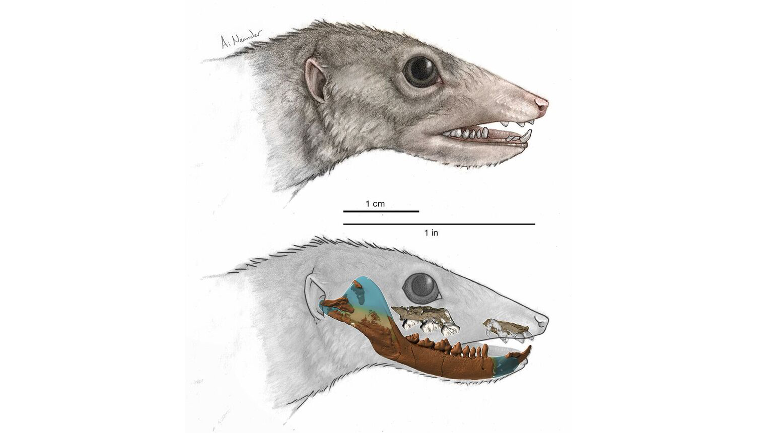 Evolution of our mammalian ancestor's ear bone