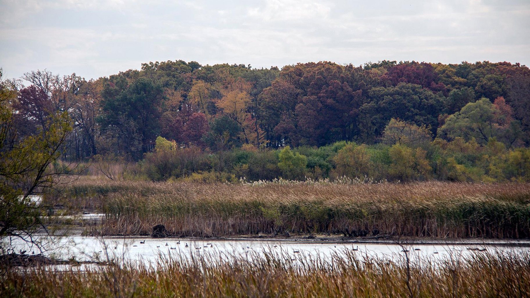 McKee Marsh at Blackwell Forest Preserve. (Forest Preserve District of DuPage County)