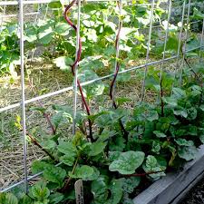 malabar-spinach